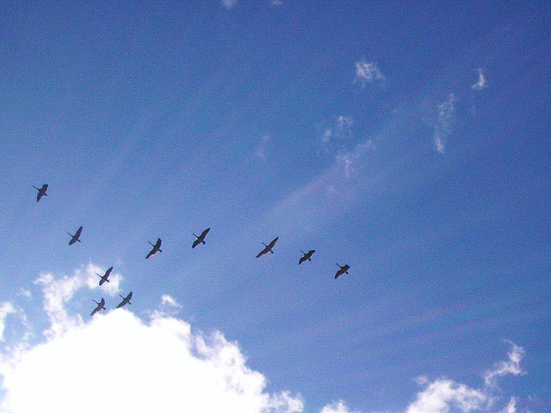 geese flying against blue sky