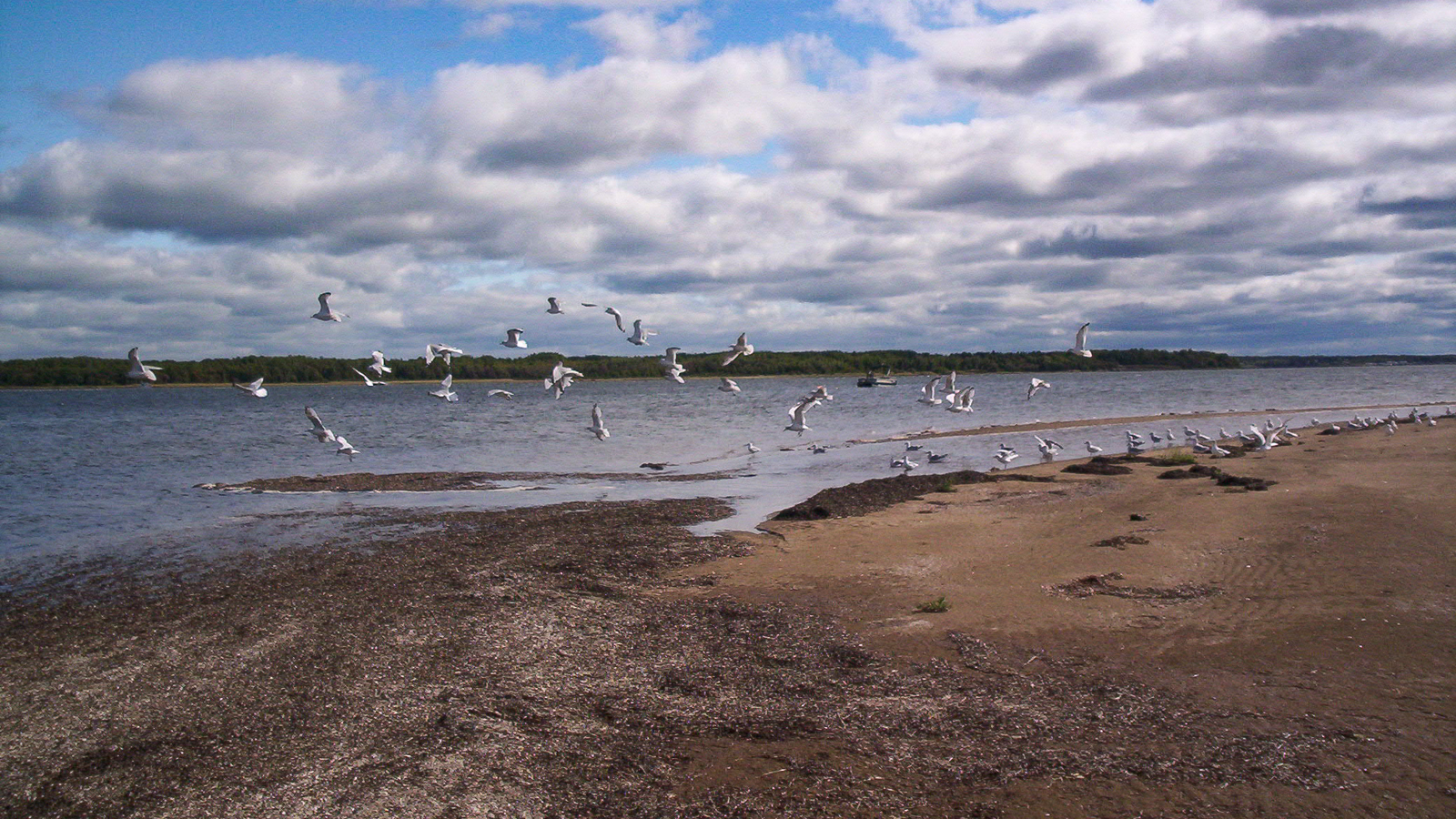 seagulls lifting off small beach