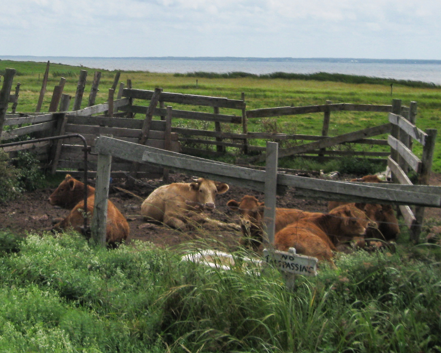 cows in a pen by the sea