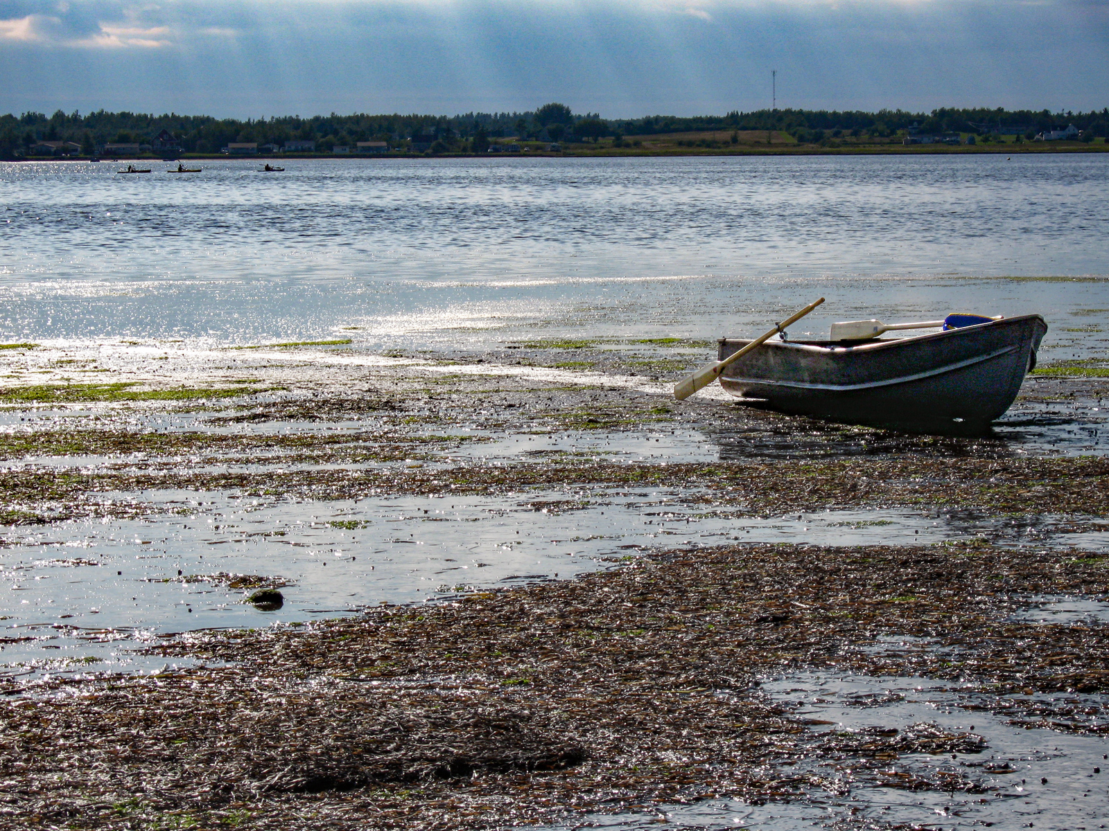 boat on marshy shore